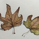 Platanus hispanica. Projekt z dziedziny Trad, c, jna ilustracja,  Malarstwo i Malowanie akwarelą użytkownika Ana - 14.09.2018