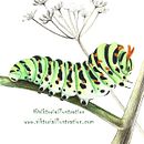 Oruga Machaon . Traditional illustration project by Viktoria Schmidt - 10.03.2018