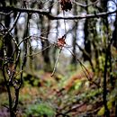 Galicia . Un proyecto de Fotografía de Francisco Brea García - 19.10.2018