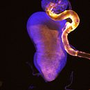 Redes y células . Kreativitas, Lukisan, Dan Lukisan Cat Air proyek oleh art_wailabel - 10.21.2018