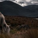 Wild Ecuador . Projekt z dziedziny Fotografia i Architektura krajobrazu użytkownika Alejandro Gussep - 30.10.2018