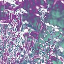 Manipulated daisies. Un progetto di Interior design, Fotografia e Illustrazione digitale di Laura Muñoz Estrada - 05.11.2018