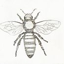 Insecte treballat amb tinta xinesa. Un projet de Beaux Arts, Dessin et Illustration traditionnelle de Anna Teixidó Cubí - 12.11.2018