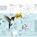 EL PICAFLOR DE ARICA, EL AVE MÁS PEQUEÑA DESAPARECE . Infografia, Criatividade, Design de informação e Ilustração tradicional projeto de Victor Abarca - 17.11.2018