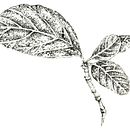 Ilustración científica: flora. Traditional illustration project by Laya Garcia Gil - 11.22.2018