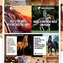 Social Media Horses World Sale imagenes Redes Sociales. Un proyecto de Br, ing e Identidad, Diseño gráfico, Gestión del Portafolio, Publicidad y Redes Sociales de Freshmedia - 22.11.2018