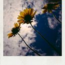 Resplandor de la naturaleza. Fotografia com celular projeto de Faby Peña Botello - 14.08.2018