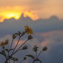 flores en el cielo. Projekt z dziedziny Fotografia, Fotografia portretowa, Światło w fotografii, Marketing c i frow użytkownika Jorge Vasquez - 18.11.2018