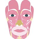 Frame by frame: Músculos de la expresión facial. Animation, 2D Animation, and Digital Illustration project by Valentina Carrasco Martínez - 12.28.2018