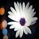 Daisie... Ein Projekt aus dem Bereich Fotografie von cyberkho - 06.01.2019