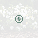 Marca "gardenia" - Jardín Botánico. Br e ing e Identidade projeto de Ángela Fernández García - 09.01.2019