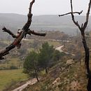 Corteza negra . Fotografie de Marcos Batista - 01.20.2019