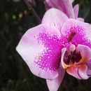 Inmortalizando el mundo desde un CELULAR  Ein Projekt aus dem Bereich Fotografie, Smartphonefotografie und Fotoretuschierung von Luis Evelio Garcia Rodriguez - 30.11.2018