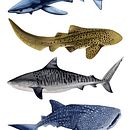 TIBURONES. Een project van Traditionele illustratie van Beatriz Abaitua - 17.02.2019