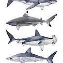 TIBURONES II. Een project van  Tekening, Traditionele illustratie y Aquarelschilderen van Beatriz Abaitua - 17.02.2019
