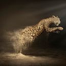 WWF Adena Ein Projekt aus dem Bereich Kreativität, Kunstleitung, Werbung und Fotoretuschierung von Raúl Raúl - 05.03.2019