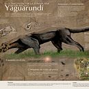 Yaguarundí, El Último Felino De La Zona Plana del Valle del Cauca Ein Projekt aus dem Bereich Traditionelle Illustration von jorge_lizarazo_b - 04.06.2019