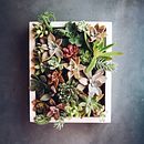 TALLER SAND. Diseño y creación de composiciones botánicas: Cuadro vivo con suculentas. Un proyecto de Paisajismo, Decoración de interiores, Diseño de interiores, DIY, Diseño floral y vegetal de Brenda . - 03.04.2019