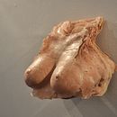 "Lo importante es el decoro" Una serie de esculturas en bronce y cera donde exploro el cuerpo humano, sus texturas y la percepción de quien lo admira.. Un proyecto de Escultura de Marcela Zuluaga - 01.05.2013