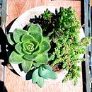 Mi Proyecto del curso: Diseño y creación  de composiciones botánicas. Un progetto di Paesaggismo di Adriana Panozo Muguertegui - 09.04.2019