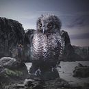 Cría de búho gigante. Projekt z dziedziny Fotografia art, st i czna użytkownika Prahlad Gonzalez - 11.04.2019