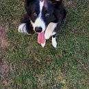 Mi Proyecto del curso: Narices Frías Agility . Un progetto di Fotografia con smartphone di Andrea Caballero - 20.04.2019