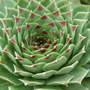 Mi Proyecto del curso: Diseño y creación de composiciones botánicas. Un proyecto de Decoración de interiores de Socrates Alfredo Marquez - 30.04.2019