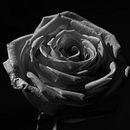 Rosa Pastel  Ein Projekt aus dem Bereich Artistische Fotografie von Tere Martínez - 03.05.2019