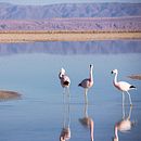 Flamencos, tierra y cielo. Un proyecto de Fotografía digital de fran_rp - 26.08.2016