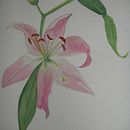 Lilys:  Ilustración Botánica en Acuarela. Un projet de Illustration traditionnelle de Verónica Chauvet - 05.06.2019