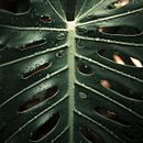 Nature. Fine-Art Photograph project by Mariana Mariana - 08.04.2019