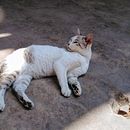 mis primeros pasos de formacion social Ein Projekt aus dem Bereich Digitale Architektur von Luis Churqui - 10.09.2019