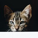 Xenxo - Fotografía de mascotas. Un proyecto de Fotografía y Fotografía digital de Laura Arias - 07.10.2019