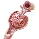 Renal corpuscle. 3D Modeling project by Daniela Velasco - 05.20.2019