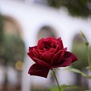 Mis primeras fotos. Fine Arts, Poster Design, Logo Design, Graphic Design, Photograph, Food Photograph, Traditional illustration, Digital Illustration, Painting, Advertising, Social Media, and Photo Retouching project by Daniel Domínguez López - 11.07.2019