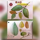 Mi Proyecto del curso: Ilustración de un diario naturalista. Een project van  Beeldende kunst van Eduardo Úbeda Gutiérrez - 08.11.2019