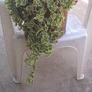 Regadera Suculenta. Creativit, L, and scape Architecture project by Noelia Solezi - 11.09.2019