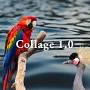 COLLAGE 1.0. Colagem projeto de Cynthia Fernández Geymonat - 12.11.2019