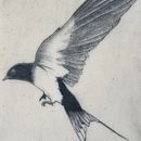 Golondrina. Un proyecto de Ilustración tradicional de enric ciurana - 15.11.2019
