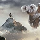 FOTOMONTAJE SURREALISTA KOALA Ein Projekt aus dem Bereich Grafikdesign von ebelags - 21.11.2019