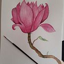 Magnolia. Pintura em aquarela projeto de Romina Vásquez Valdes - 21.11.2019