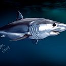 Dibujo y pintura Digital . Schițe & Ilustrație digitală de Juan Pedro González Expósito - 11.25.2019