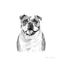 Digital Pet Portraits with Procreate [B&W]. Fine Arts, Drawing, Artistic Drawing, Portrait Drawing, Realistic Drawing, Traditional illustration, and Digital Illustration project by Victoria Nell - 12.03.2019