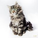 Mini Sesión Gatuna. Un proyecto de Fotografía de retrato de Francisco José García Alcaraz - 04.12.2019