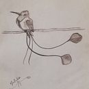 Colibrí maravilloso. Un proyecto de Dibujo y Dibujo realista de Natalie Mabel Nuevo Espinoza - 05.12.2019