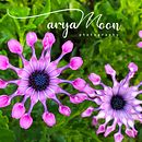 Mi Proyecto del curso: aryaMoon Photography. Un proyecto de Fotografía de Mayra P - 08.12.2019