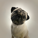 Centro Canino Channel. Een project van Portretfotografie van Camilo S - 17.12.2019