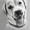 Perritos. Fine Arts, Creativit, Drawing, Pencil Drawing, Artistic Drawing, Portrait Drawing, and Digital Illustration project by Irene Gómez - 12.20.2019