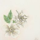 Acuarela botanica. Traditional illustration, and Watercolor Painting project by Sofia Allegretti - 08.24.2019