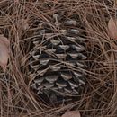 Pinecone. Stop Motion project by Shaked Hyman - 12.25.2019